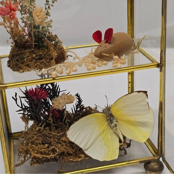 Vintage Taxidermy Butterfly Dried Flowers Terrarium Diorama Glass Display Case - Picture 2 of 8